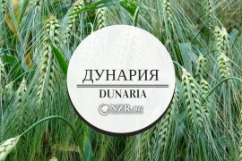 ДУНАРИЯ ООД