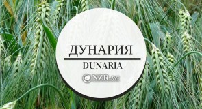 ДУНАРИЯ ООД